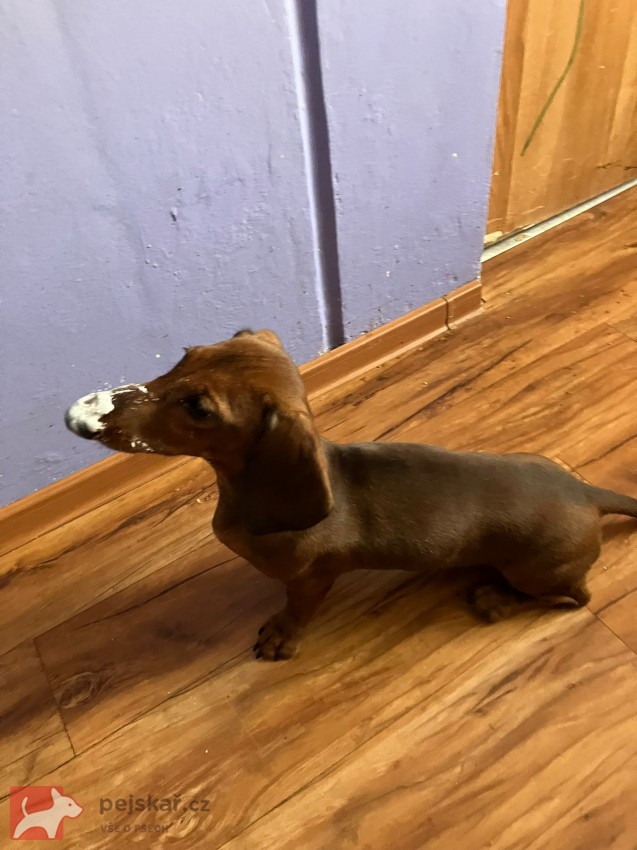 Jezevčík hladkosrstý standard s PP Jezevčík hladkosrstý standard s PP