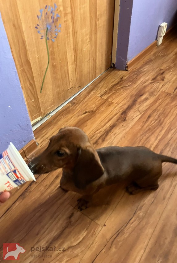 Jezevčík hladkosrstý standard s PP Jezevčík hladkosrstý standard s PP