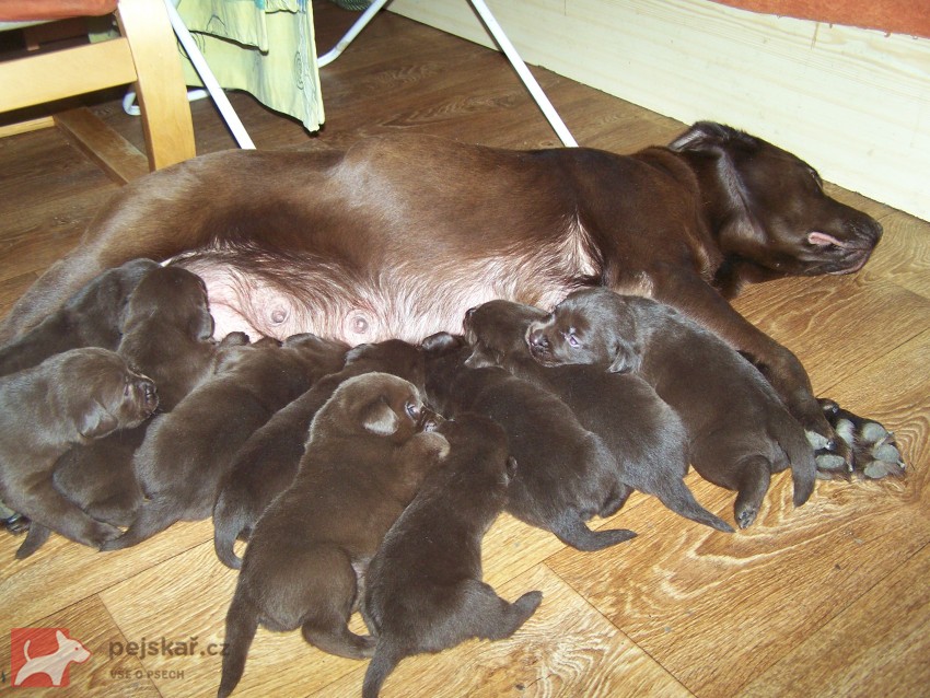 štěňata labradora s PP štěňata labradora s PP