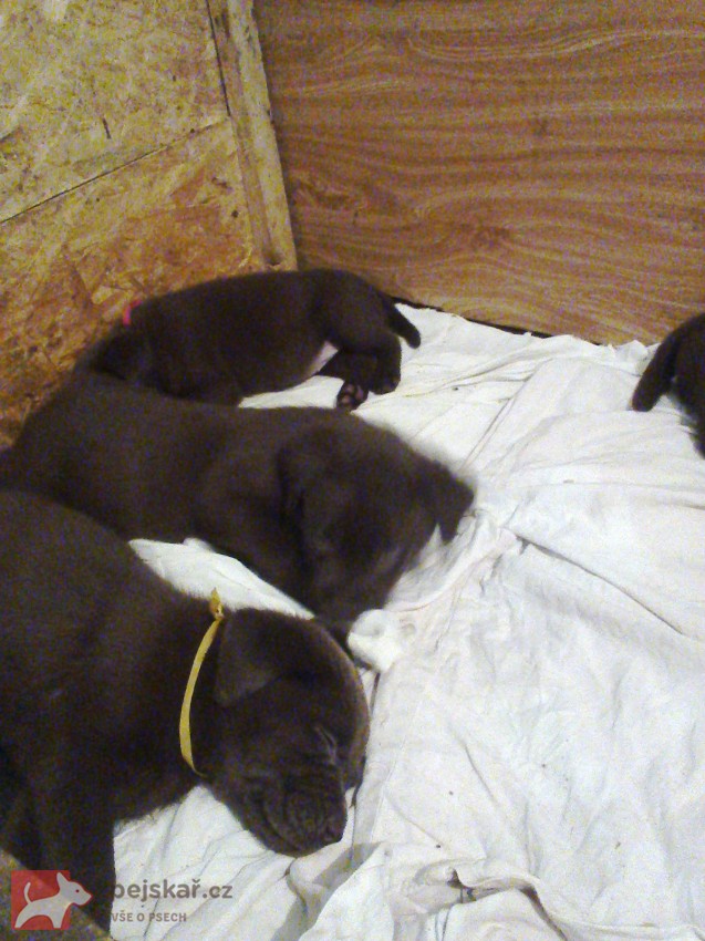 štěňata labradora s PP štěňata labradora s PP