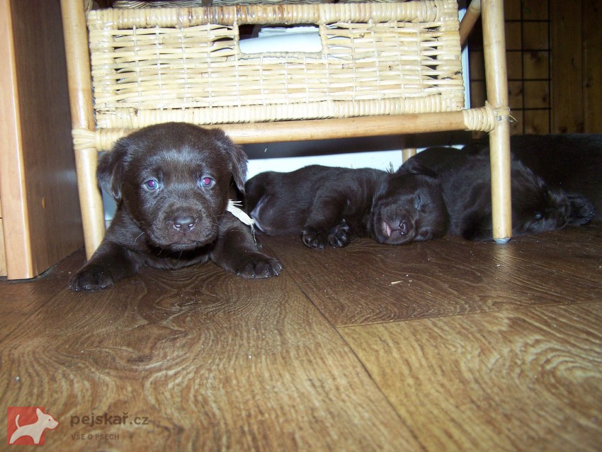štěňata labradora s PP štěňata labradora s PP