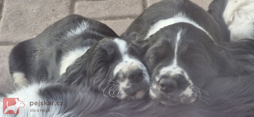 Štěňata Štěňata