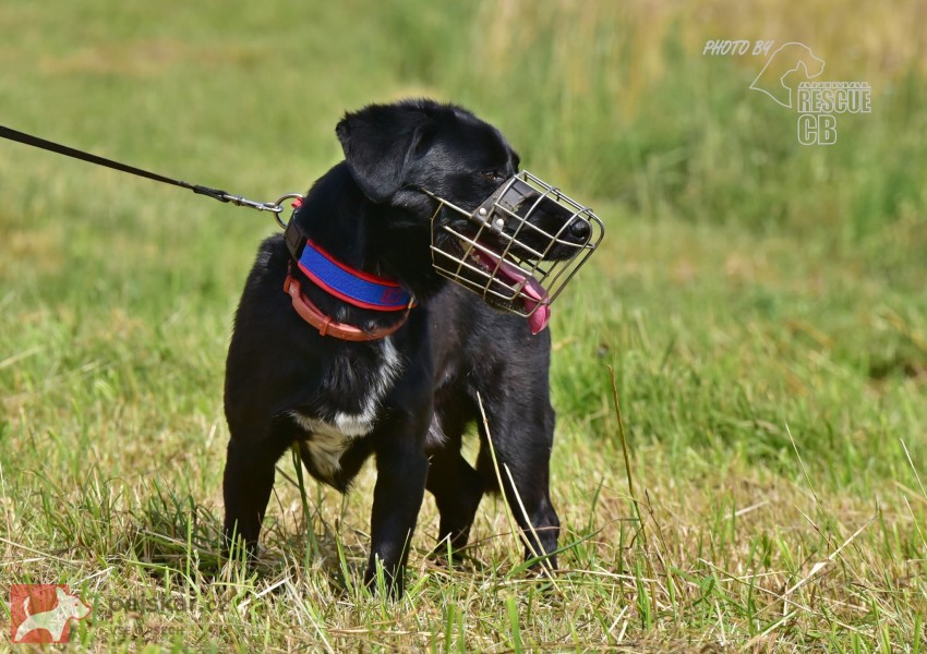 Darujeme opuštěného křížence Darujeme opuštěného křížence