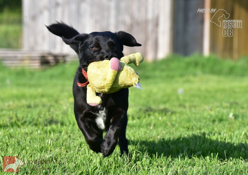 Darujeme opuštěného křížence Darujeme opuštěného křížence