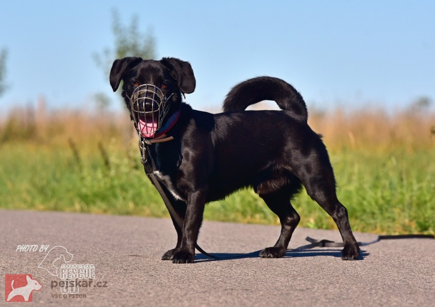 Darujeme opuštěného křížence Darujeme opuštěného křížence