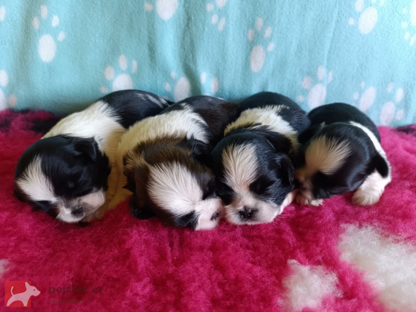 shih-tzu (štěňátka)