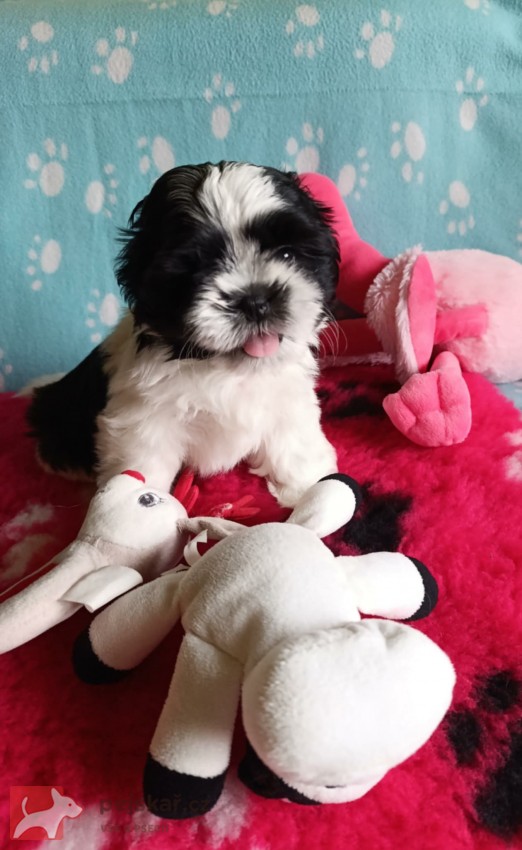shih-tzu (štěňátka) shih-tzu (štěňátka)