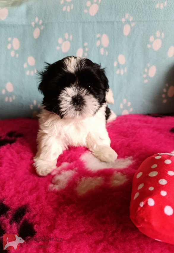 shih-tzu (štěňátka) shih-tzu (štěňátka)