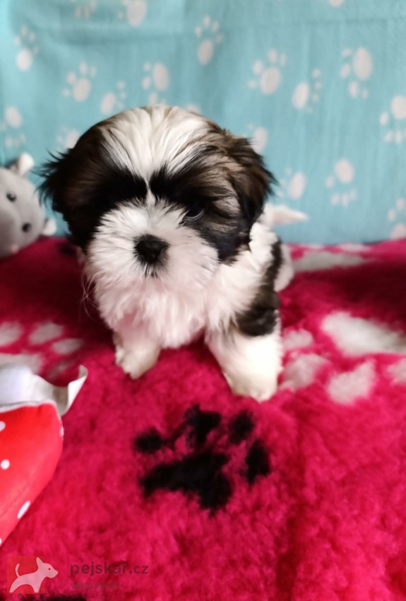 shih-tzu (štěňátka) shih-tzu (štěňátka)
