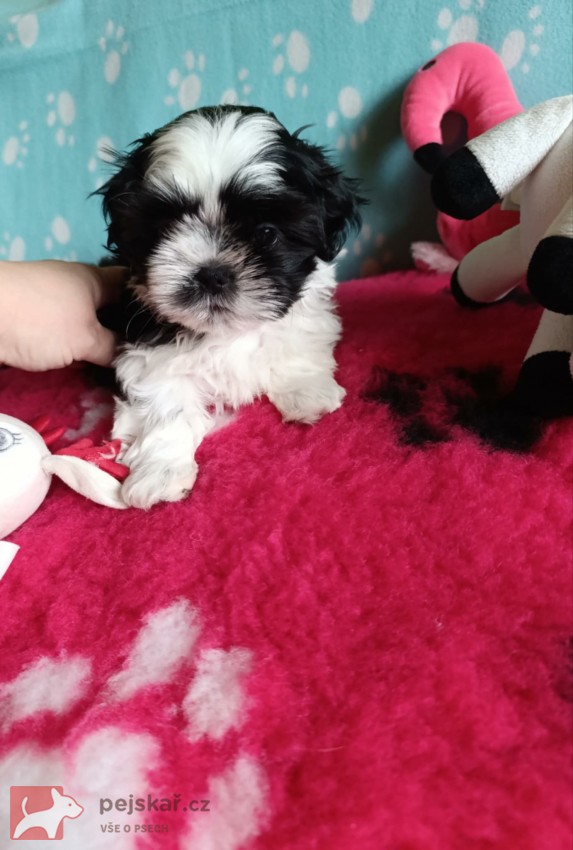 shih-tzu (štěňátka) shih-tzu (štěňátka)