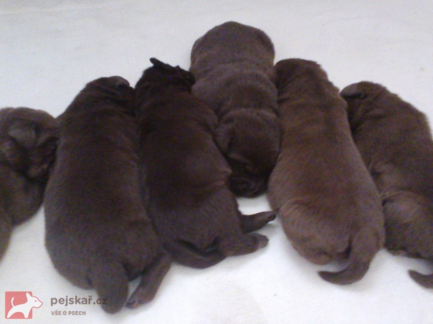 štěňata labradora s PP štěňata labradora s PP