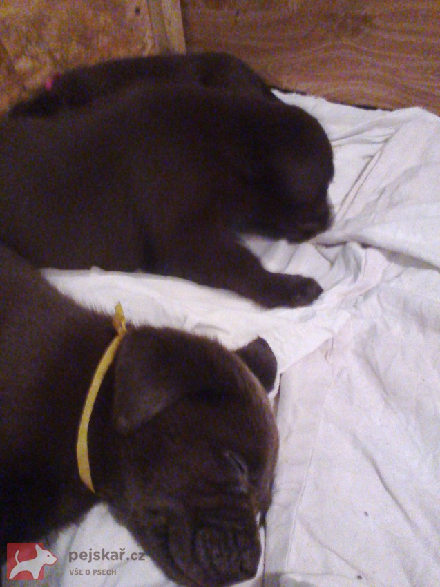 štěňata labradora s PP štěňata labradora s PP