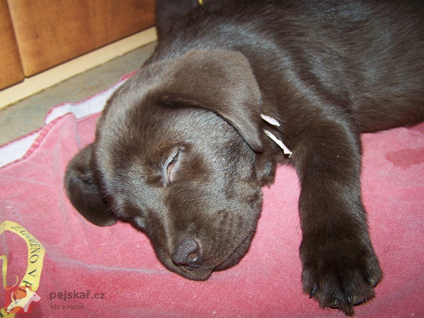 štěňata labradora s PP štěňata labradora s PP