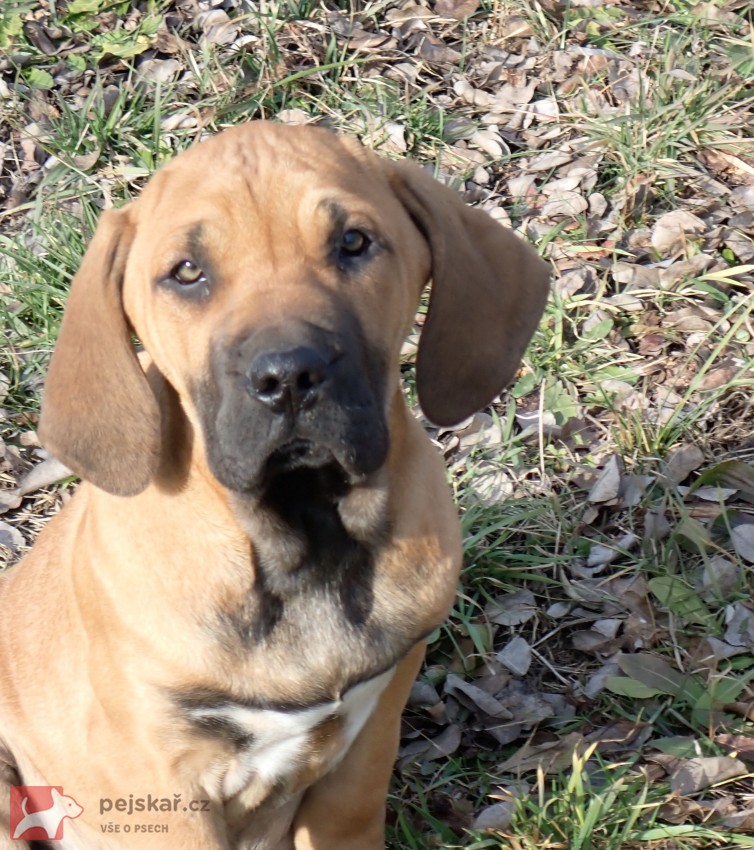 Brazilská fila -  štěňátka Brazilská fila -  štěňátka