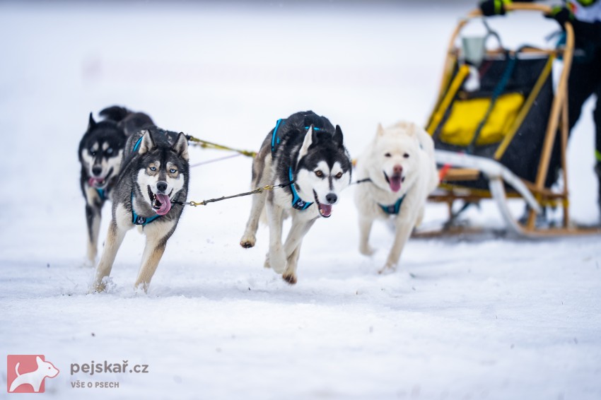 Sibiřský husky s PP