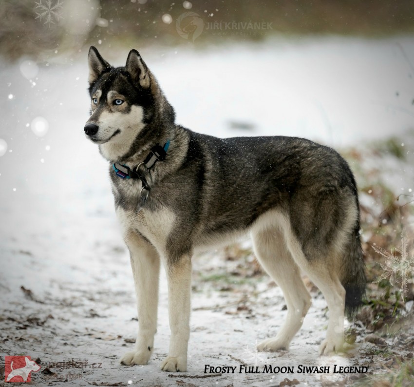 Sibiřský husky s PP