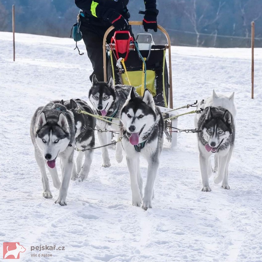Sibiřský husky s PP