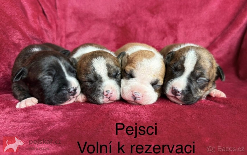 Americký stafordšírský teriér
