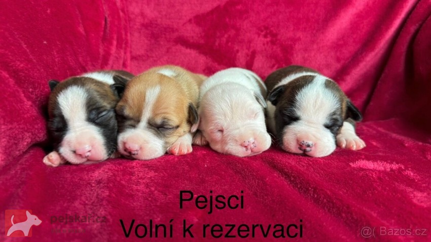 Americký stafordšírský teriér