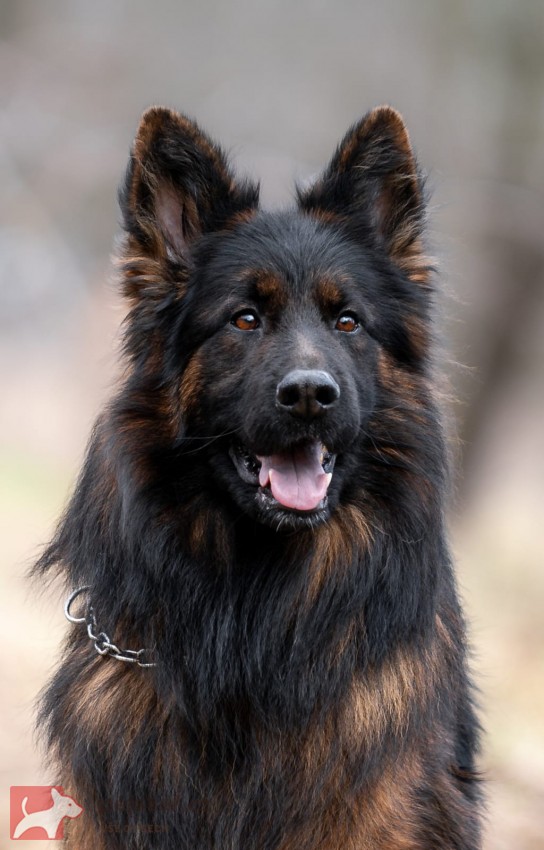 Německý ovčák dlouhosrstý s PP Německý ovčák dlouhosrstý s PP