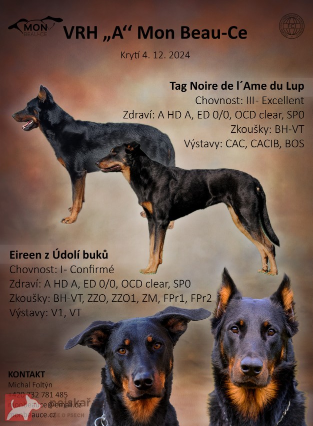 Beauceron – štěně Olomouc