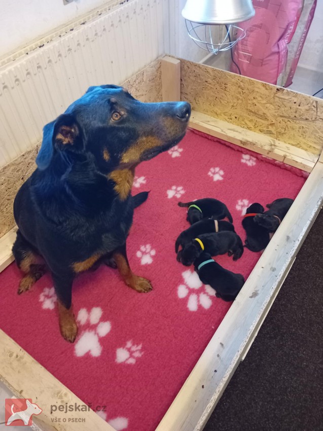 Beauceron – štěně Olomouc