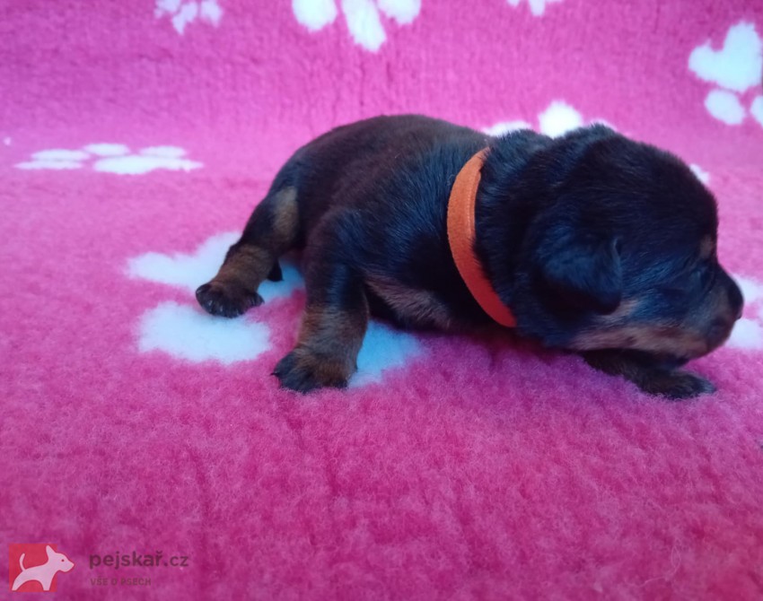 Beauceron – štěně Olomouc