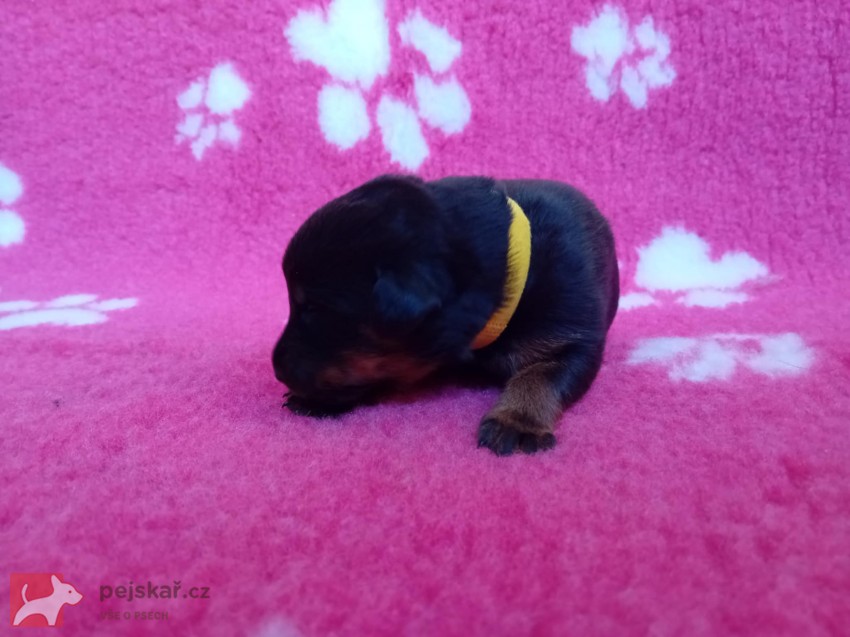 Beauceron – štěně Olomouc