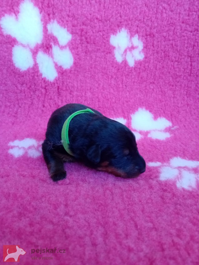 Beauceron – štěně Olomouc