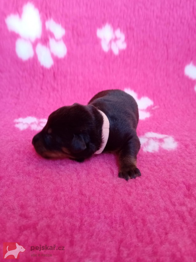 Beauceron – štěně Olomouc