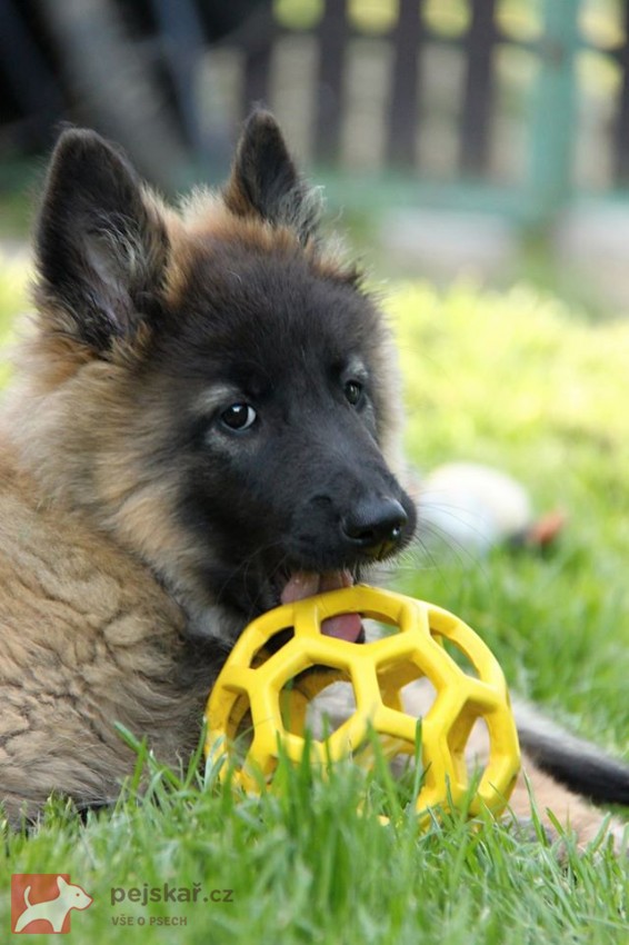 Belgický ovčák Tervueren - štěňátka s PP Belgický ovčák Tervueren - štěňátka s PP