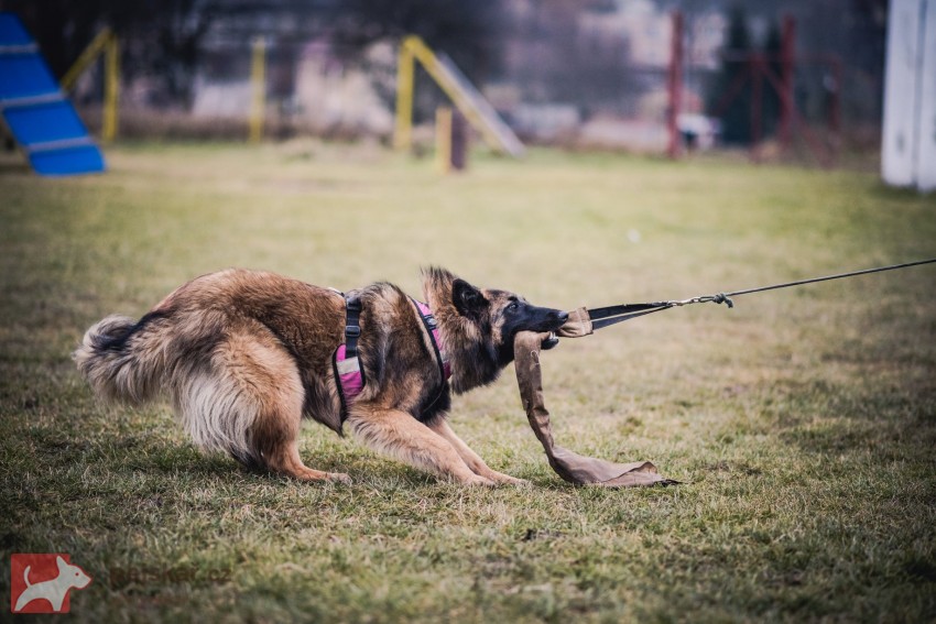 Belgický ovčák Tervueren - štěňátka s PP Belgický ovčák Tervueren - štěňátka s PP
