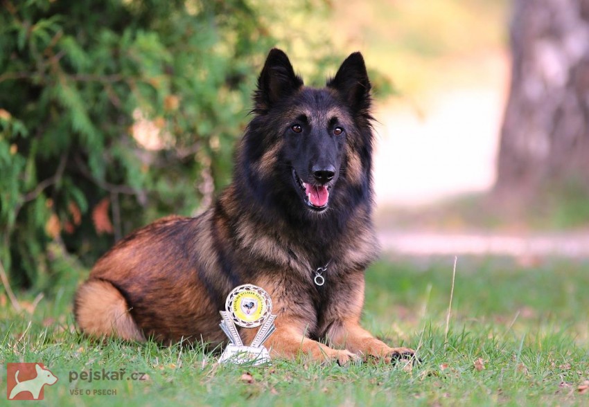Belgický ovčák Tervueren - štěňátka s PP Belgický ovčák Tervueren - štěňátka s PP