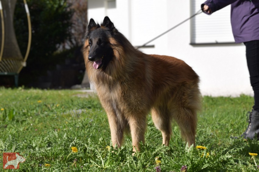 Belgický ovčák Tervueren - štěňátka s PP Belgický ovčák Tervueren - štěňátka s PP