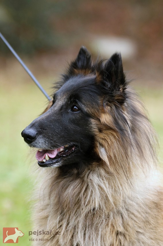 Belgický ovčák Tervueren - štěňátka s PP Belgický ovčák Tervueren - štěňátka s PP