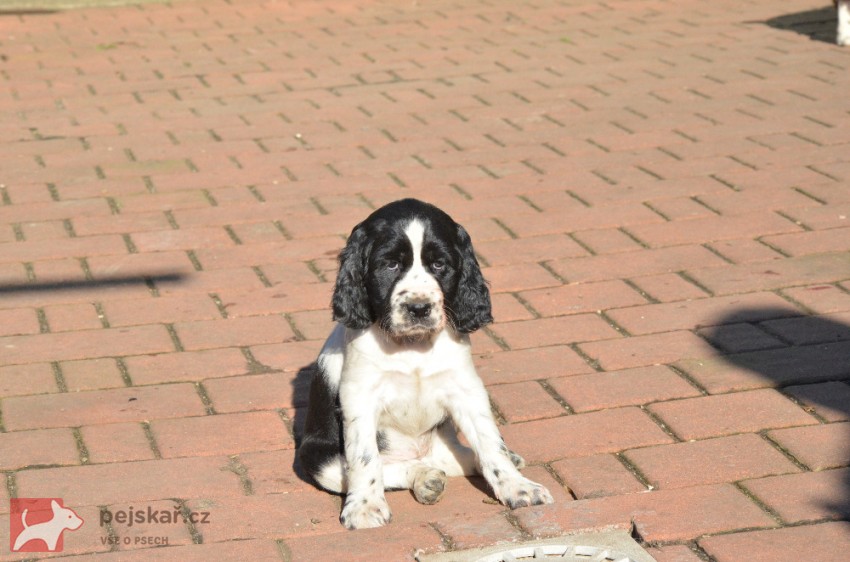 Štěně Anglického špringr španěla