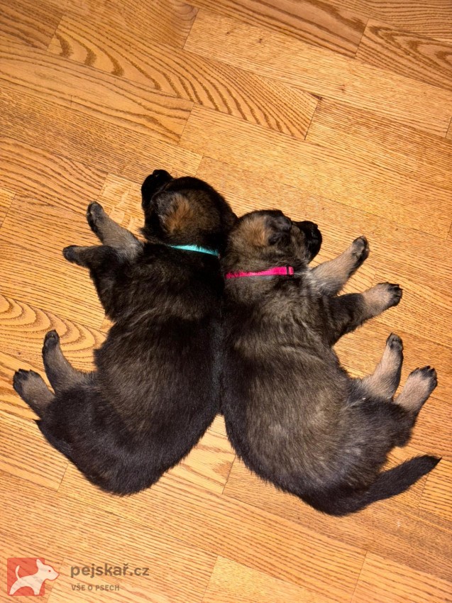 štěňata německého ovčáka štěňata německého ovčáka