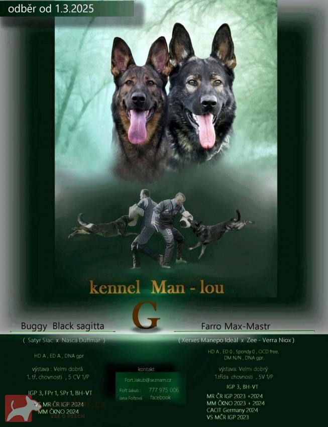 štěňata německého ovčáka štěňata německého ovčáka