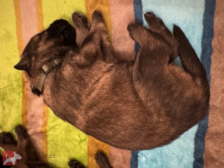 štěňata německého ovčáka štěňata německého ovčáka