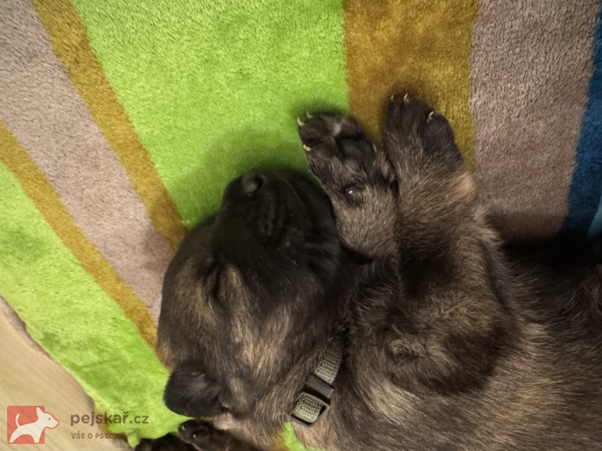 štěňata německého ovčáka štěňata německého ovčáka