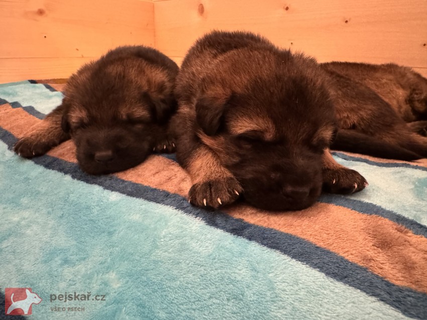 štěňata německého ovčáka štěňata německého ovčáka