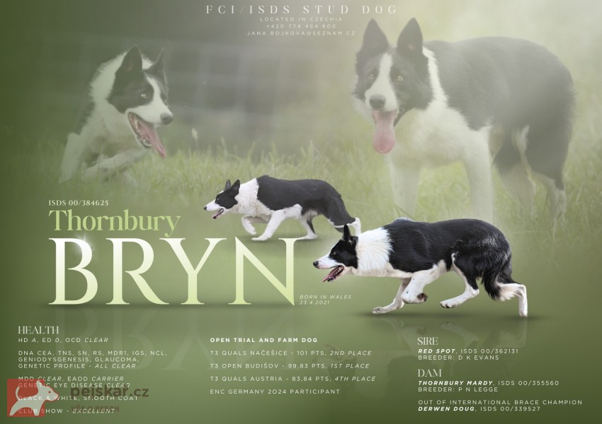 Border kolie s PP Border kolie s PP