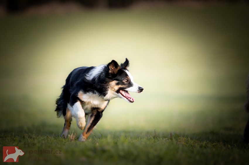 Border kolie s PP Border kolie s PP
