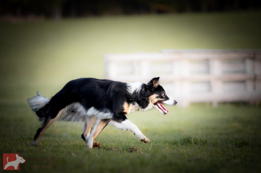 Border kolie s PP Border kolie s PP