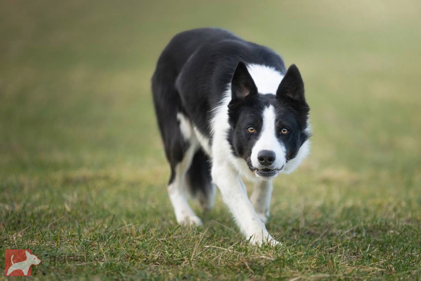 Border kolie s PP Border kolie s PP