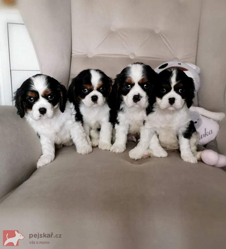 Kavalír King Charles Španěl