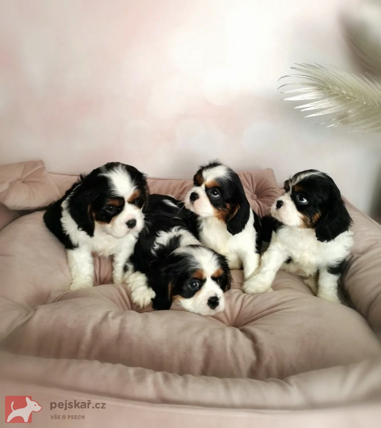 Kavalír King Charles Španěl