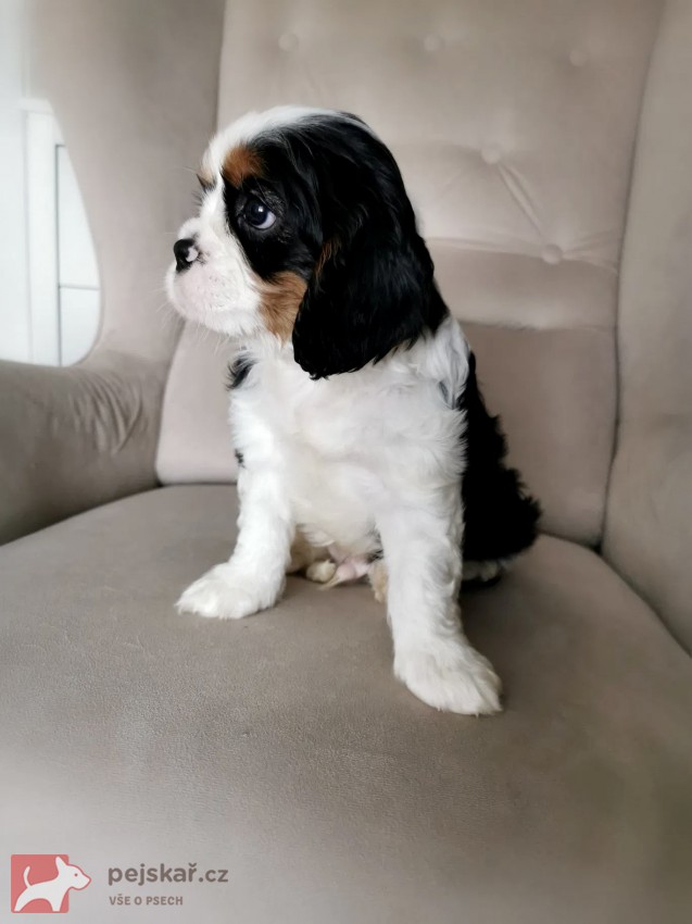 Kavalír King Charles Španěl