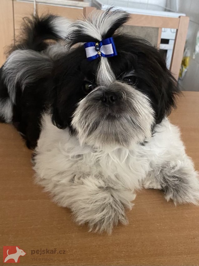 Prodej štěněte shit-tzu Prodej štěněte shit-tzu