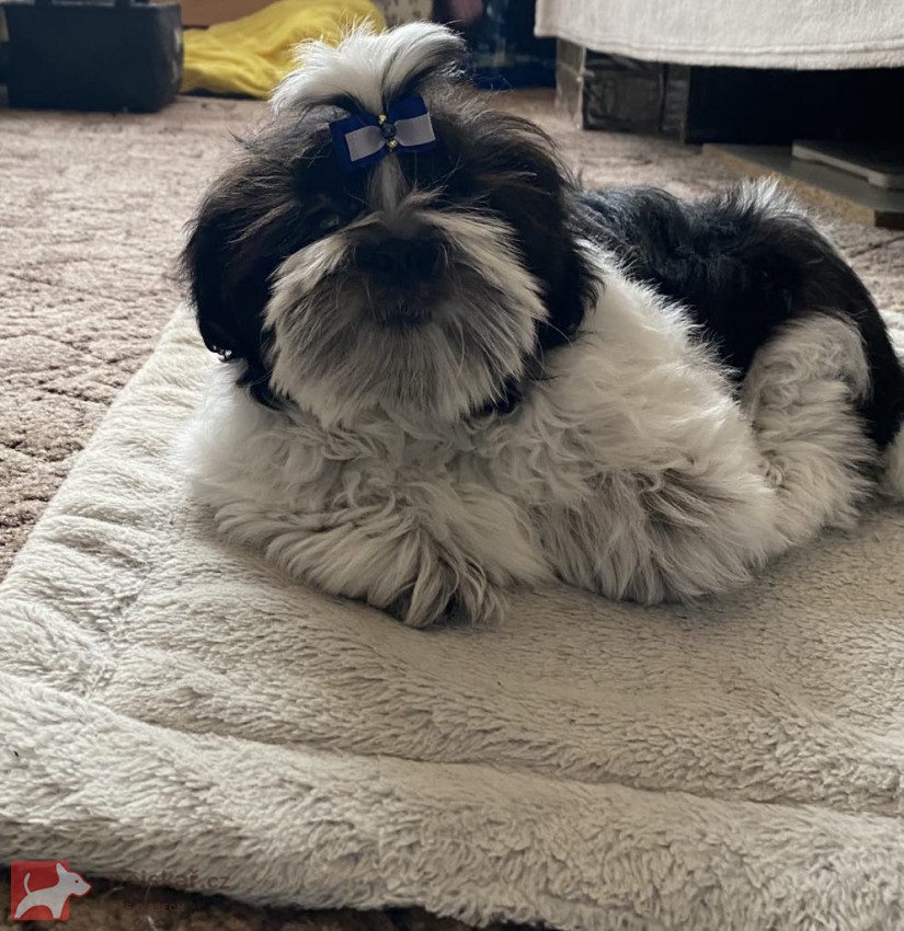 Prodej štěněte shit-tzu Prodej štěněte shit-tzu